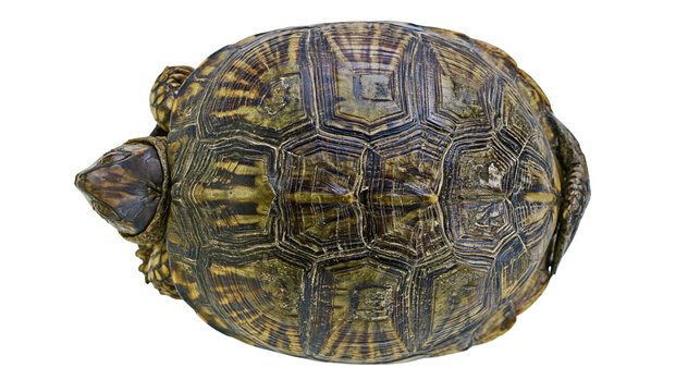 Box turtle shell pattern close-up top view