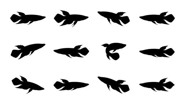 Betta Fish Silhouettes, Siamese Fighting Fish Vector Icons, Aquatic Animal Graphics, Underwater Life Illustrations, Black and White Marine Creature Set