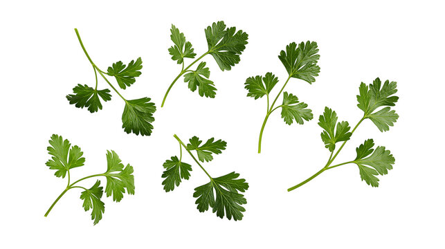 Fresh green parsley sprigs scattered