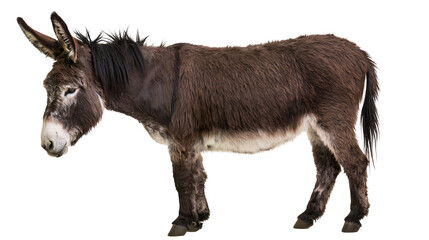 Brown donkey with white muzzle and belly long ears, dark mane © Carmen