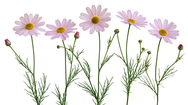 Pink daisies with yellow centers and green stems and leaves