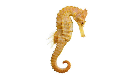 Orange seahorse with textured body and curled tail © Carmen