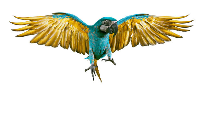 Blue and yellow macaw parrot flying with wings spread