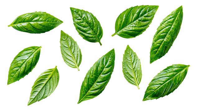 Fresh green basil leaves scattered