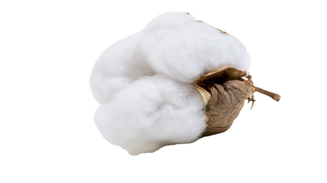 Fluffy white cotton boll with brown seed pod and stem