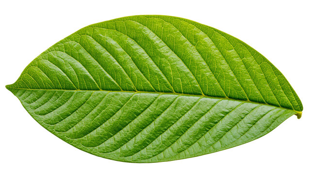 Green leaf with prominent veins and textured surface