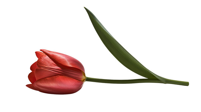 Red tulip flower with green leaf and stem
