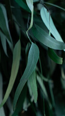 Elegant Eucalyptus Pendula Leaves in Dark Botanical Background. Macro photography of eucalyptus pendula leaves with soft natural light and moody tones. Elegant botanical background for wellness © profortuna.space