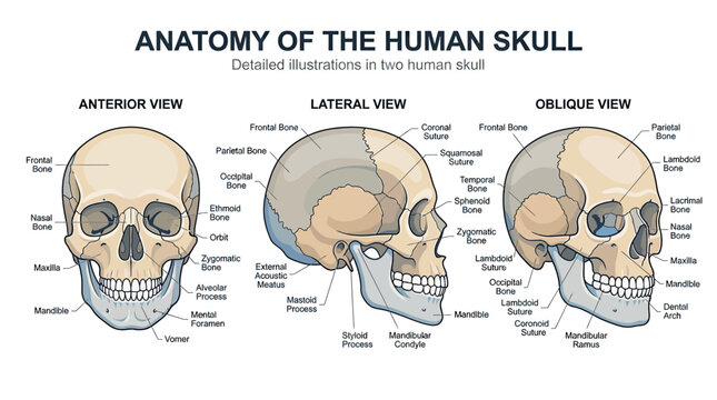 Human Skull Anatomy: Anterior, Lateral, and Oblique Views - Detailed Medical Illustration