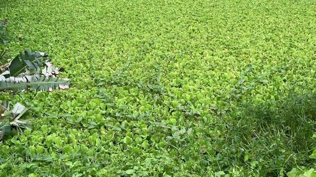 Dense Green Water Lettuce Aquatic Plants Covering Surface of Pond