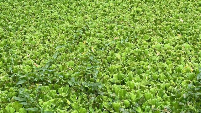 Dense Green Water Lettuce Aquatic Plants Covering Surface of Pond