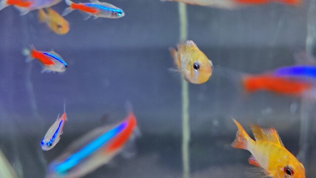 A vibrant school of tropical fish in an aquarium