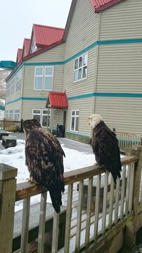 Two wild bald eagles sitting near window of hotel Unalaska Alaska. Bald eagles behavior birds vocalize and communicate