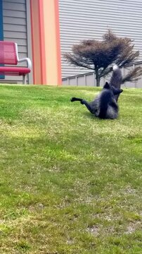 Wild silver fox playing grass. Rare black fox enjoys spring in Unalaska Alaska. Wildlife of Alaska