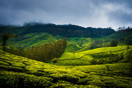 Monsoon Landscape and tourism in Munnar Kerala India