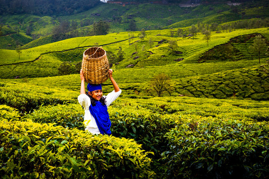 Young girl against a Monsoon tea plantation Landscapebackground in Munnar Kerala India