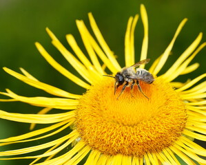 plume-footed bee foraging © Heiner Witthake