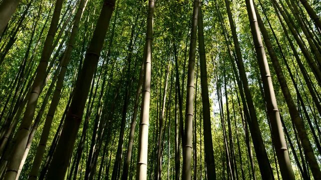 Walking through bamboo grove in Arashiyama Kyoto Japan travel scenery