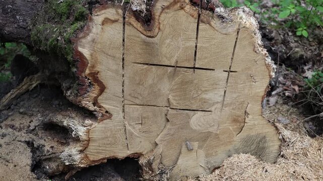 Close up of freshly cut tree trunk revealing detailed growth rings natural wood texture and forestry concept highlighting logging timber and forest management practices