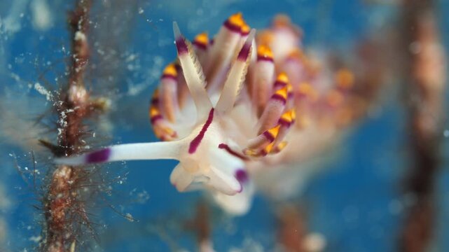 nudibranch  nudi branch nudybranch  underwater slug ocean scenery
