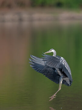 Elegant grey heron captured mid-flight with its powerful wings fully outstretched, displaying beautiful feather textures while landing against a soft, blurred natural background.