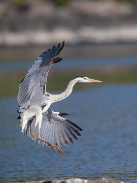 Elegant grey heron captured mid-flight with its powerful wings fully outstretched, displaying beautiful feather textures while landing against a soft, blurred natural background.