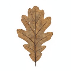 Fototapeta premium Dried Oak Leaf Isolated on White Background with Detailed Veins and Natural Texture