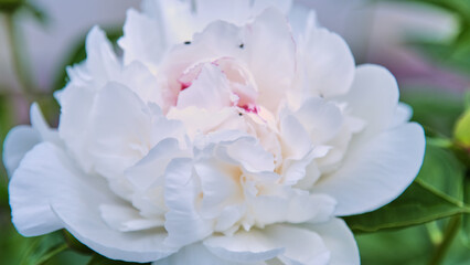 Close-up of an open double white peony with delicate petals and light pinkish shades in the very center of the flower. © Michel F