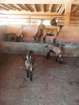 Goats ant cows in a traditional rural barn