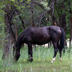 A beautiful dark brown horse grazes peacefully in a green forest glade while several common myna birds perch on its back. © Dina Luk