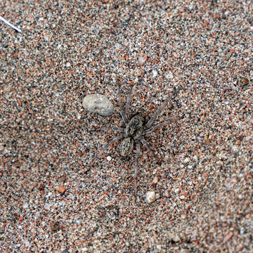 A top-down, close-up shot of a South Russian tarantula (Lycosa singoriensis) perfectly camouflaged against mottled sand and small pebbles.
