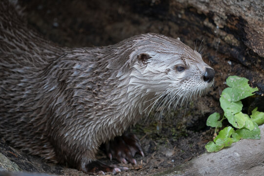 North American River Otter