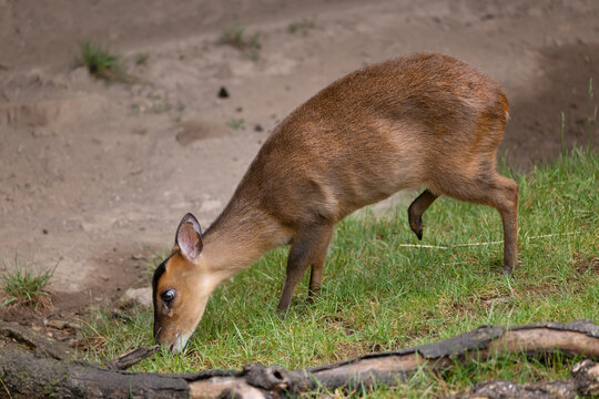 Reeves Muntjac Muntiacus Reevesi