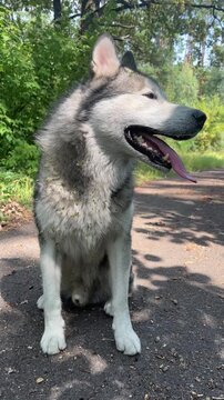 A large dog sits on the path in a park. It looks around and enjoys the fresh air. The dog has fun under the sun with trees all around.