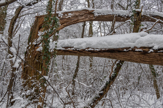 Winter Forest Scenery With Broken Tree