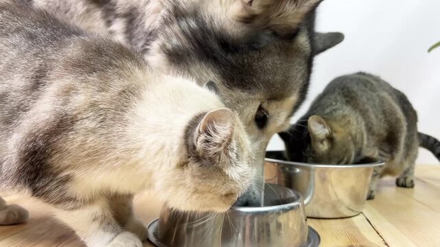 A dog and a cat eat from separate bowls in the kitchen. They enjoy their meals side by side, showing their friendship during breakfast.
