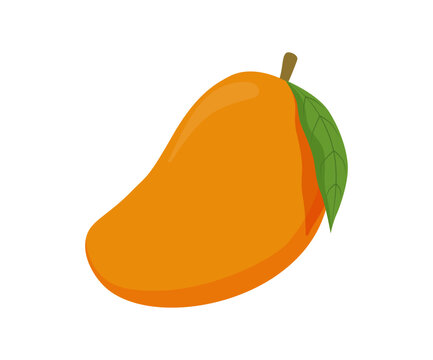 Hand drawn mango fruit illustration with botanical sketch style. Perfect for food packaging, organic products, tropical