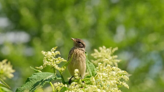 The chick sits on a flowering branch and chirps.