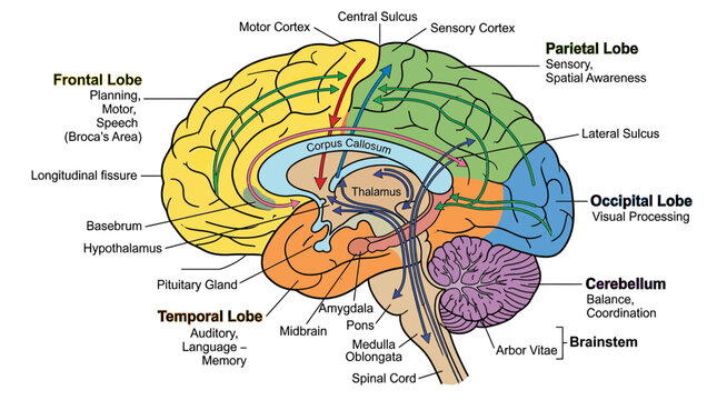 Human Brain Anatomy Diagram with Lobe Functions and Neural Pathways