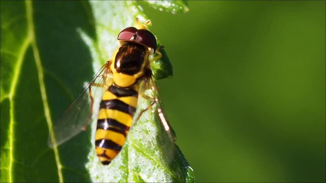 Close-up of a Mauritian yellow and black hoverfly 