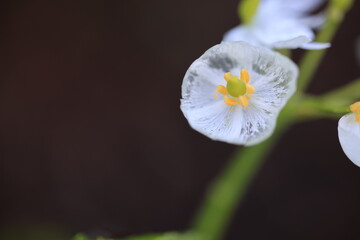 Obraz premium 白くて透けて透明になったサンカヨウの花