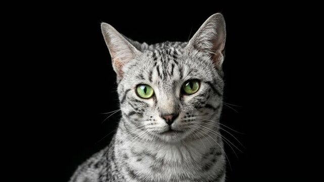 elegant egyptian mau cat close up isolated on black background video