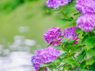 Obraz premium 木陰に佇むピンクのお花。ゆらゆら揺れる水面の背景。梅雨から初夏の公園や花壇を彩るアジサイ。