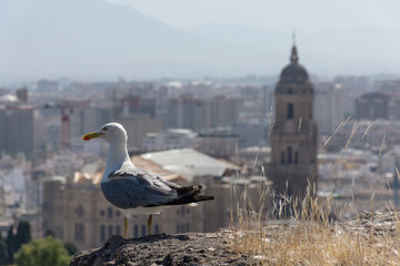 Mewa romańska na tle panoramy Malagi z widokiem na Katedrę, Andaluzja © Grzegorz Polak