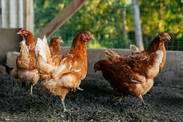 Free range brown laying hens in a backyard chicken coop on a small poultry farm © Maria