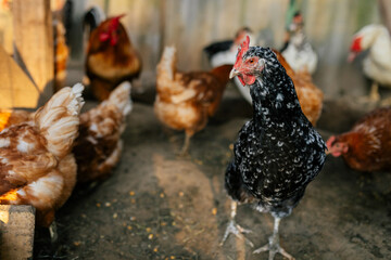 Speckled hen standing in a backyard chicken coop with free range flock © Maria