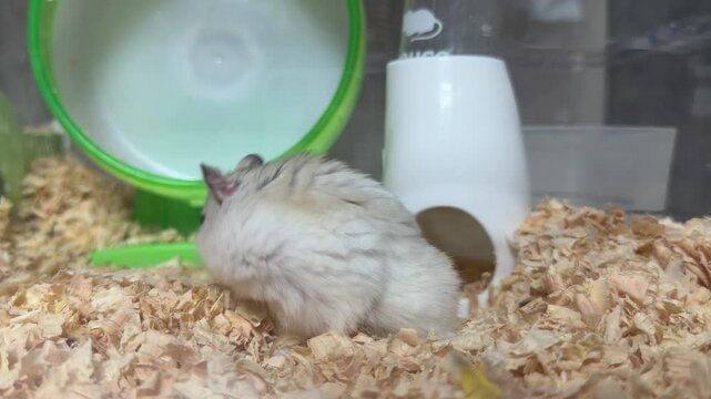 Adorable brown dwarf hamster standing on hind legs sniffing the air inside a cage with wood shavings