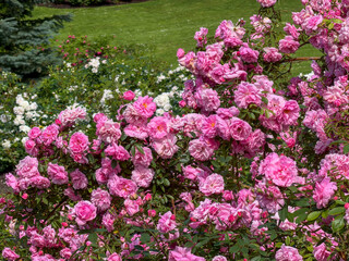 Obraz premium Roses bloom in a garden during spring with vibrant colors attracting visitors and bees
