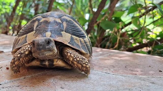Land tortoise slowly moving forward on a stone pavement close-up