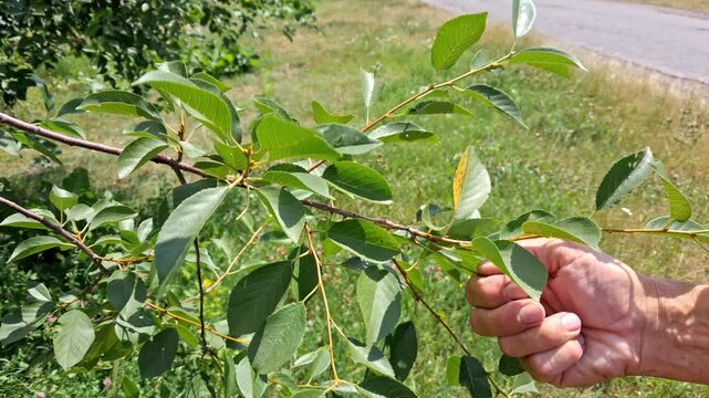 Man picking cherries from branches in the garden.Ripe cherry harvest season.